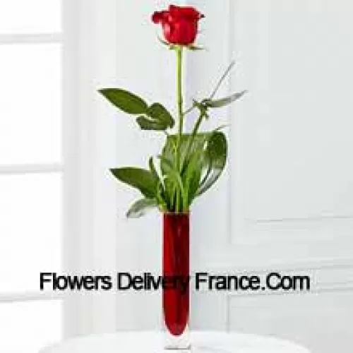 Una Sola Rosa Roja en un Florero de Tubo de Ensayo Rojo (Nos reservamos el derecho de sustituir el florero en caso de no disponibilidad. Stock limitado)